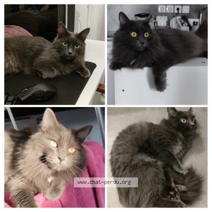 Photo 1/1 Chat retrouvé Perdu à St Sebastien Sur Loire