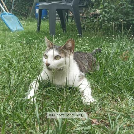 Photo 1/1 Chat retrouvé Perdu à Aussillon