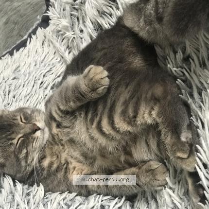 Photo 1/1 Chat retrouvé Perdu à Andrezieux Boutheon