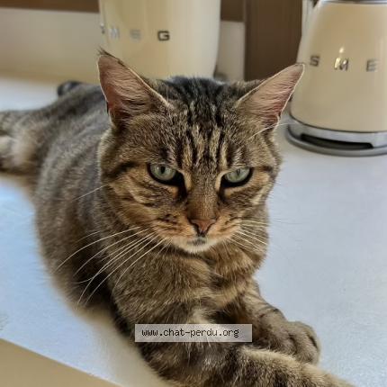 Photo de chat perdu à Le Plessis Bouchard
