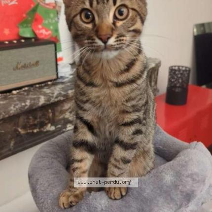 Photo 1/1 Chat retrouvé Perdu à Orleans
