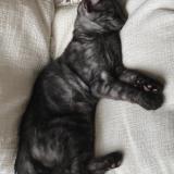 Photo de chat perdu à Boersch