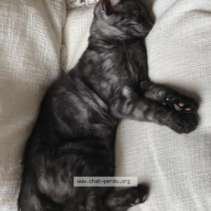 Photo 1/1 Chat retrouvé Perdu à Boersch