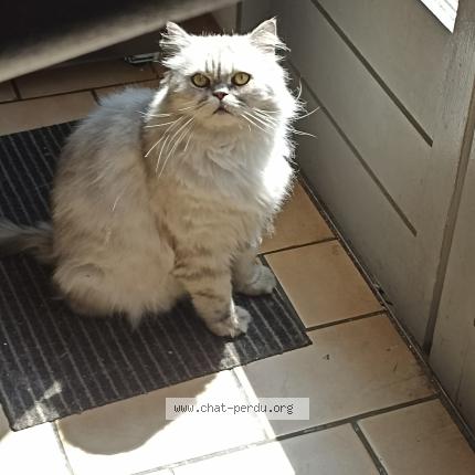 Photo 1/1 Chat retrouvé Perdu à Argenteuil