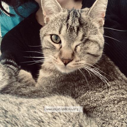 Photo 1/1 Chat retrouvé Perdu à Evry Courcouronnes