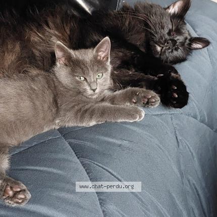 Photo 1/1 Chat retrouvé Perdu à Vanves