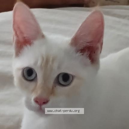 Photo de chat perdu à Herblay