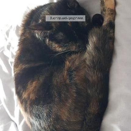Photo de chat perdu à Le Raincy
