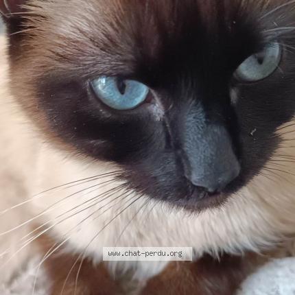 Photo 1/1 Chat retrouvé Perdu à Landivisiau