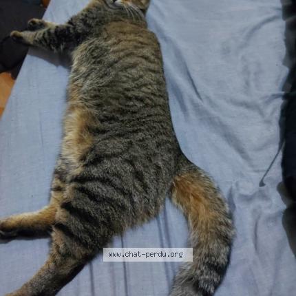 Photo de chat perdu à Cap D Agde