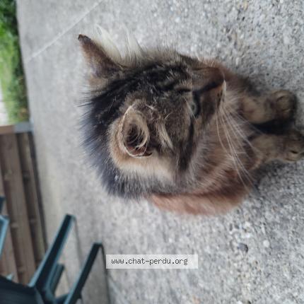 Photo de chat perdu à Apprieu