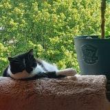 Photo de chat perdu à Bellegarde Sur Valserine