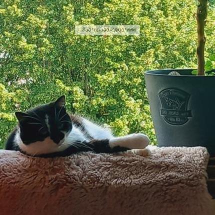 Photo 1/1 Chat retrouvé Perdu à Bellegarde sur valserine