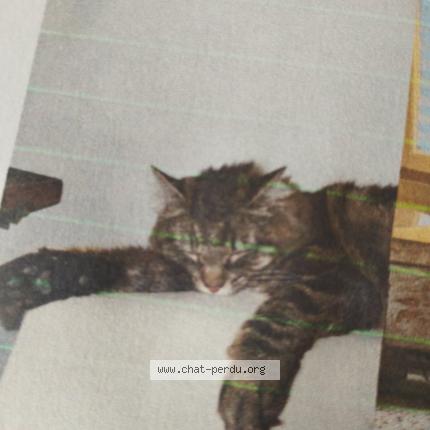 Photo de chat perdu à Toulouse