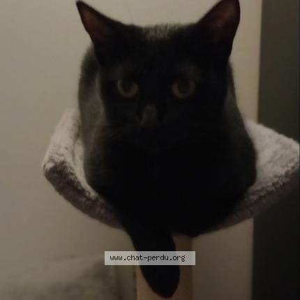 Photo 1/1 Chat retrouvé Perdu à Migne Auxances