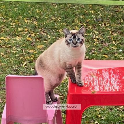 Photo 1/1 Chat retrouvé Perdu à Herouvillette
