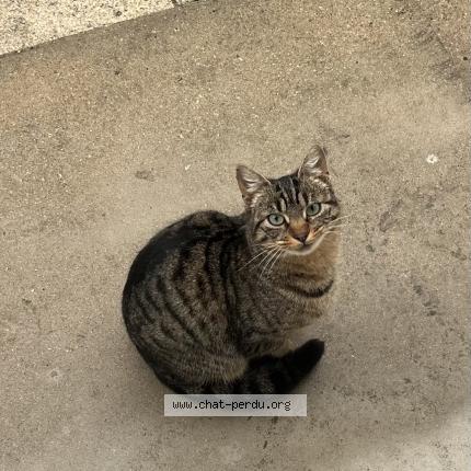 Photo 1/1 Chat retrouvé Trouvé à Conteville