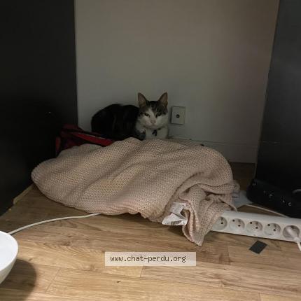 Photo 1/1 Chat retrouvé Trouvé à Paris