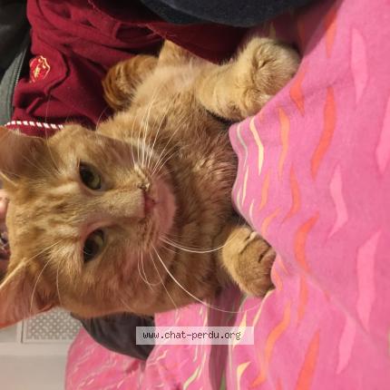 Photo 1/1 Chat retrouvé Perdu à Montreuil