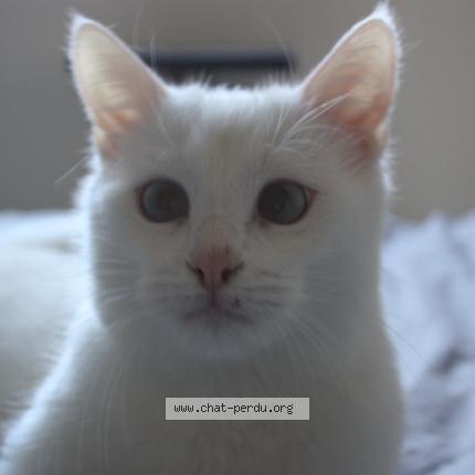 Photo de chat perdu à Pont Aven