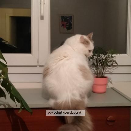 Photo de chat perdu à Reze