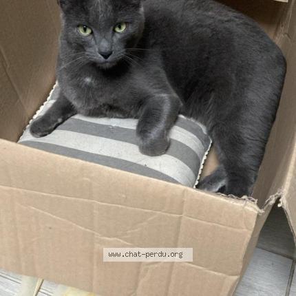 Photo 1/1 Chat retrouvé Perdu à Nimes