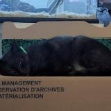 Photo de chat perdu à Mauze Sur Le Mignon