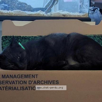 Photo 1/1 Chat retrouvé Perdu à Mauze sur le mignon