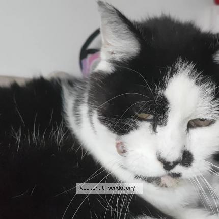 Photo 1/1 Chat retrouvé Perdu à Vic Sur Aisne