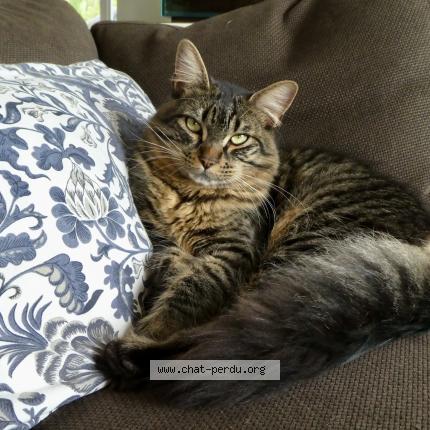 Photo 1/1 Boogie Chat perdu à Seillans