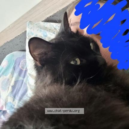 Photo de chat perdu à Clermont L Herault