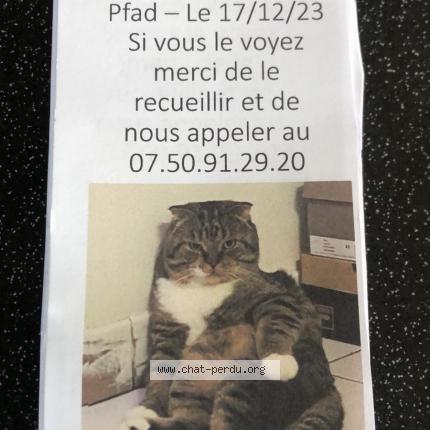 Photo 3/3 Chat retrouvé Perdu à Colmar