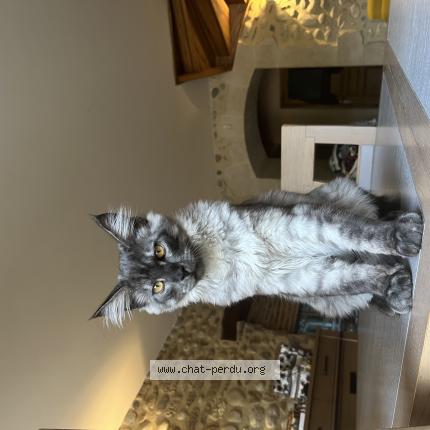 Photo 1/1 Chat retrouvé Perdu à Saint sauveur