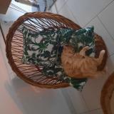 Photo de chat perdu à Marmande