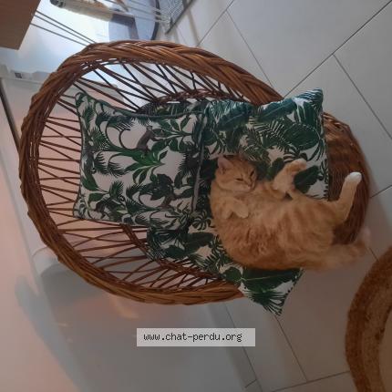 Photo 1/1 Isadora dite Zaza Chat perdu à Marmande
