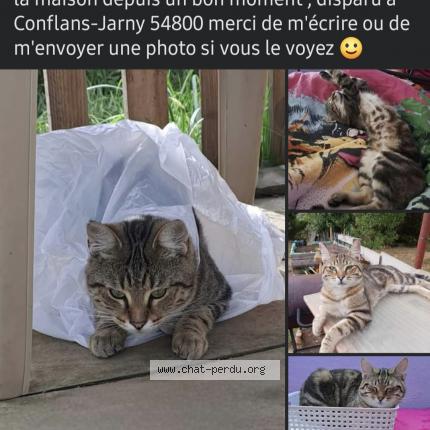 Photo 1/1 Chat retrouvé Perdu à Conflans Jarny
