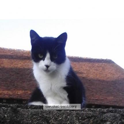 Photo 1/1 Bibiche Chat perdu à St plantaire