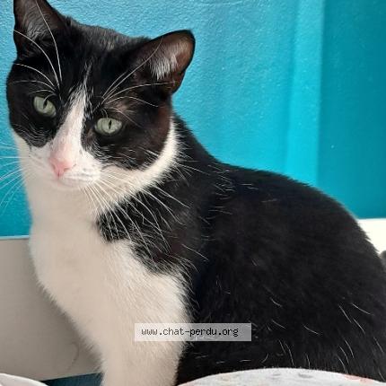 Photo 1/1 Chat retrouvé Perdu à Vitry Sur Seine