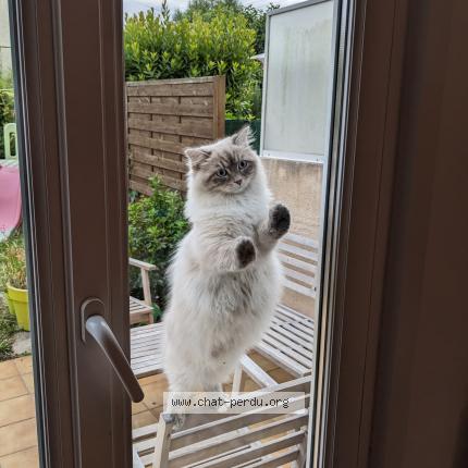 Photo 1/1 Chat retrouvé Perdu à Louvigny