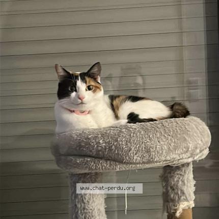 Photo 1/1 Chat retrouvé Perdu à Le Controis En Sologne