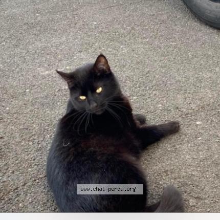 Photo 1/1 Chat retrouvé Perdu à Janville Sur Juine