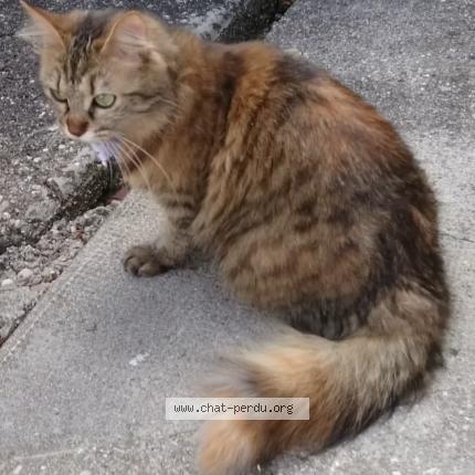 Photo 2/5 Mina Chat perdu à Les echelles