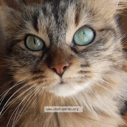 Photo 3/5 Mina Chat perdu à Les echelles