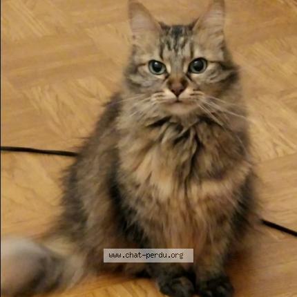 Photo 4/5 Mina Chat perdu à Les echelles