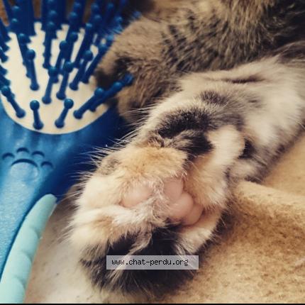 Photo 5/5 Mina Chat perdu à Les echelles