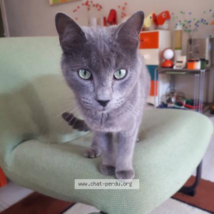 Photo de chat perdu à Castries
