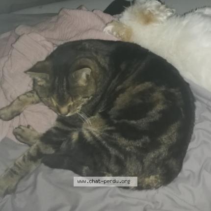Photo de chat perdu à Pont De Cheruy
