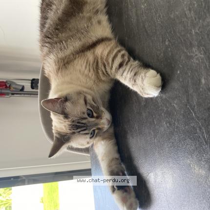 Photo 1/1 Chat retrouvé Perdu à Servon