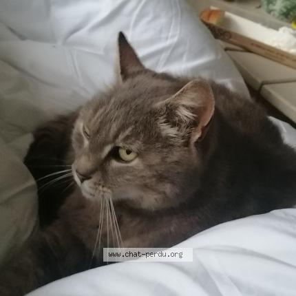 Photo de chat perdu à Le Manoir