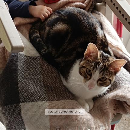 Photo 1/1 Chat retrouvé Perdu à Nimes